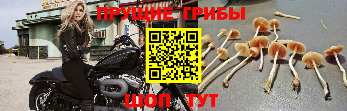 Псилоцибиновые грибы мухоморы Котлас